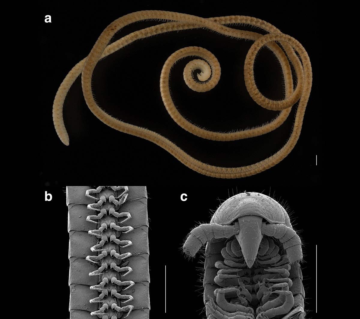 Eumillipes persephone