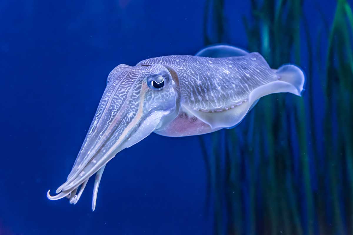 Sepia-Tintenfisch