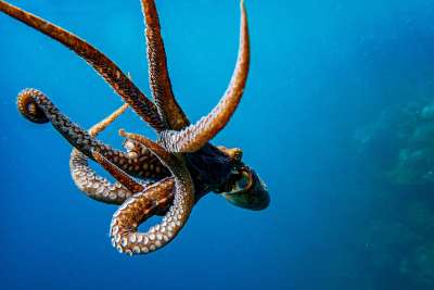 Schlauer als gedacht: Kraken nutzen Spiegel, um versteckte Snacks zu jagen! Schlauer als gedacht: Kraken nutzen Spiegel, um versteckte Snacks zu jagen!