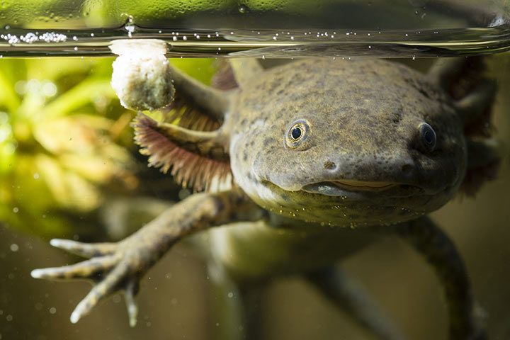 Axolotl