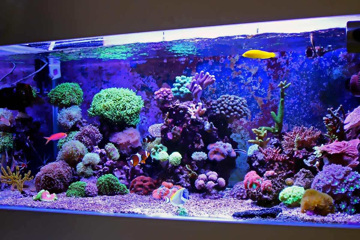 Aquarium