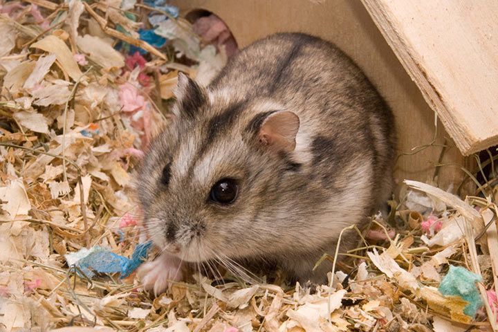 Campbells Dwarf Hamster