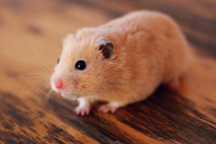 Creme-Goldhamster