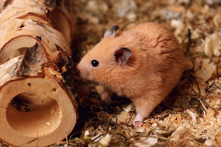 Creme-Goldhamster