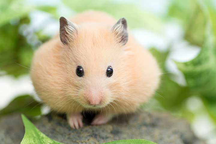 Creme-Goldhamster