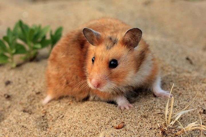 Goldhamster