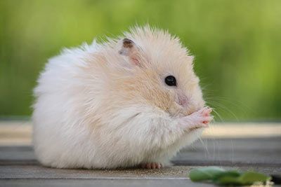 Hamster