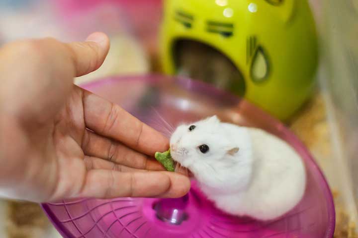 Hamster