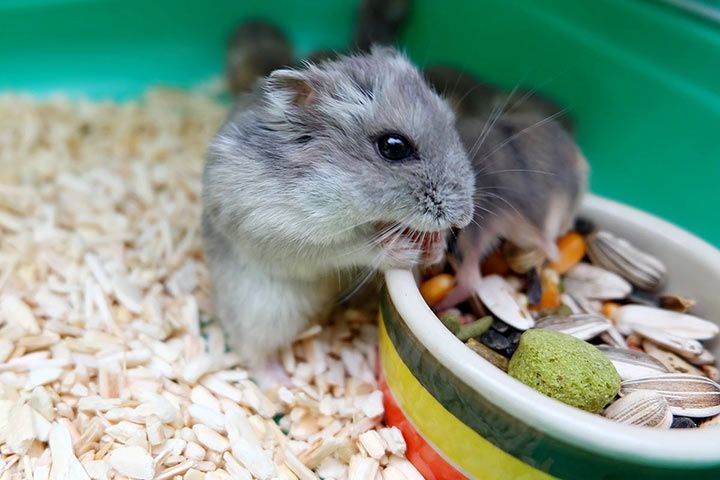 Hamster-Futter