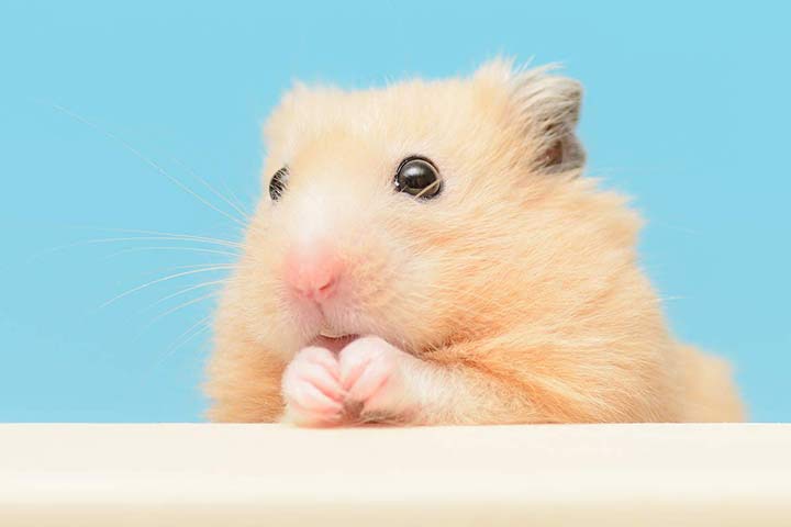 Welcher Name könnte zu diesem Hamster passen?
