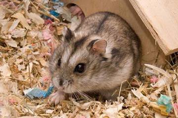 Die 10 beliebtesten Haustier-Hamster - Campbell Zwerghamster Haus M 360x240