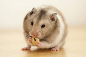 Weißband-Goldhamster
