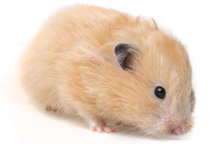 Satin-Goldhamster