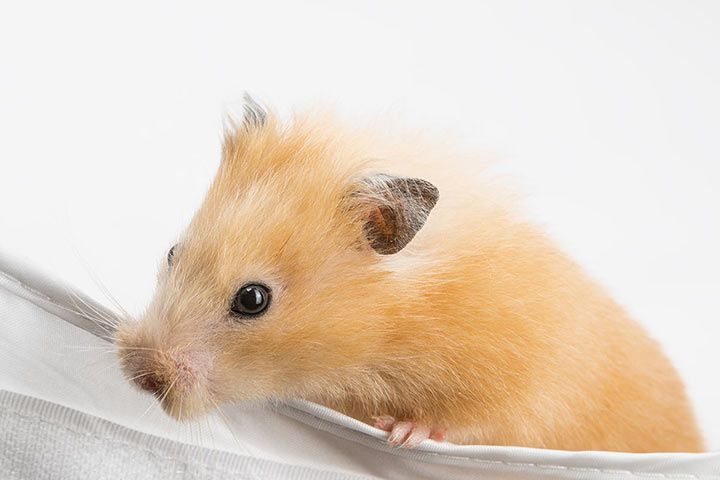 Satin-Goldhamster