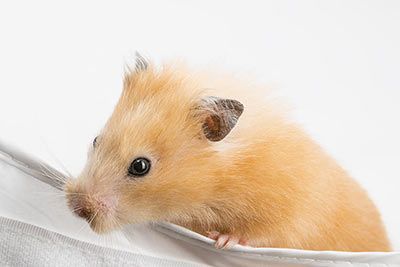 Satin-Goldhamster