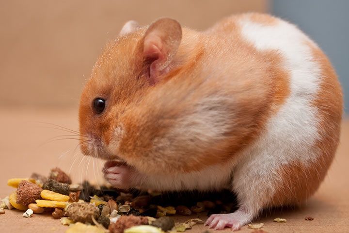 Schecken-Goldhamster