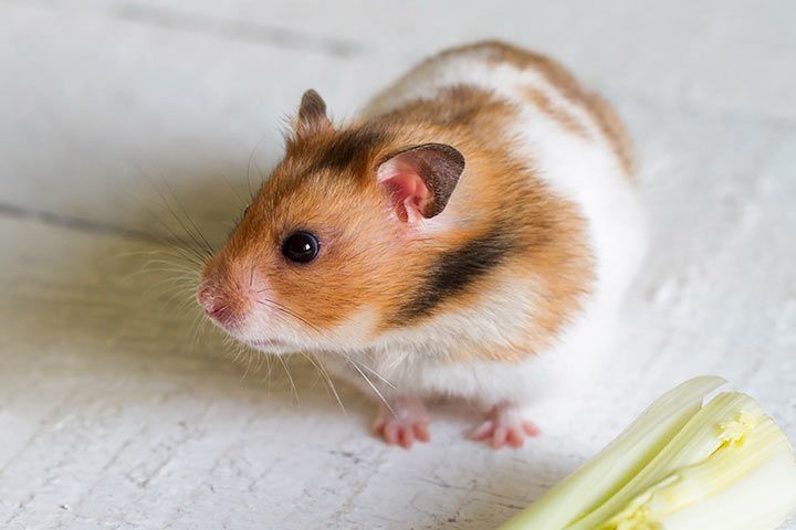 Schecken-Goldhamster