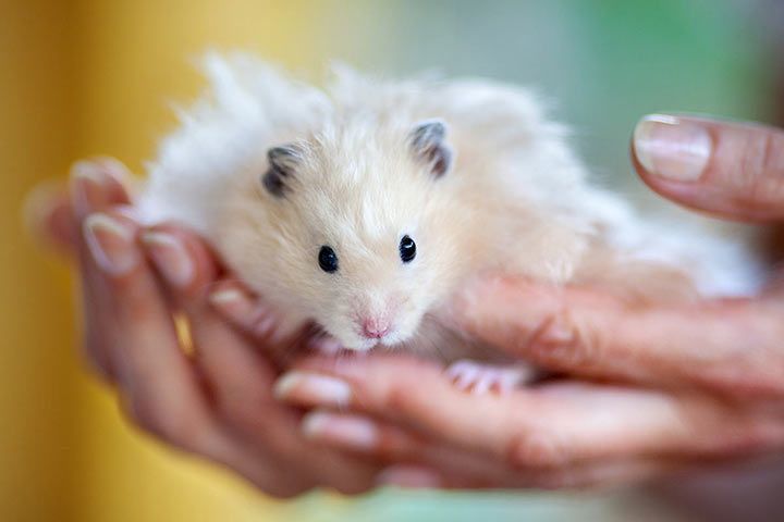 Hamster auf der Hand