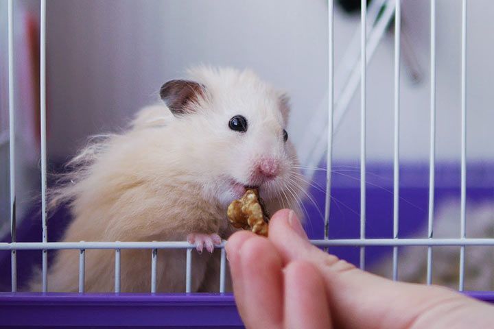 Teddy-Goldhamster