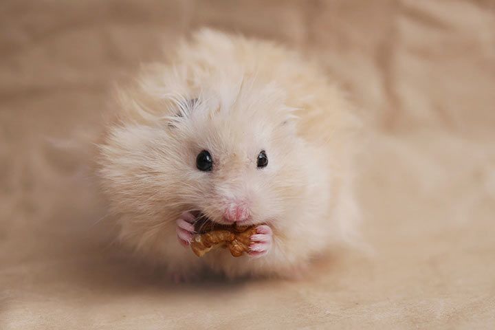 Teddy-Goldhamster