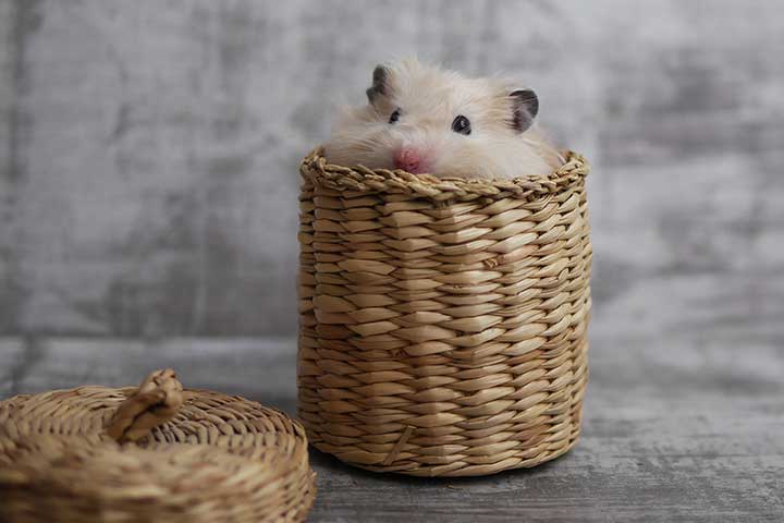 Teddy-Goldhamster