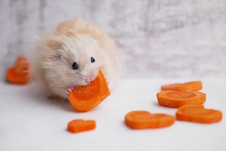 Teddy-Goldhamster