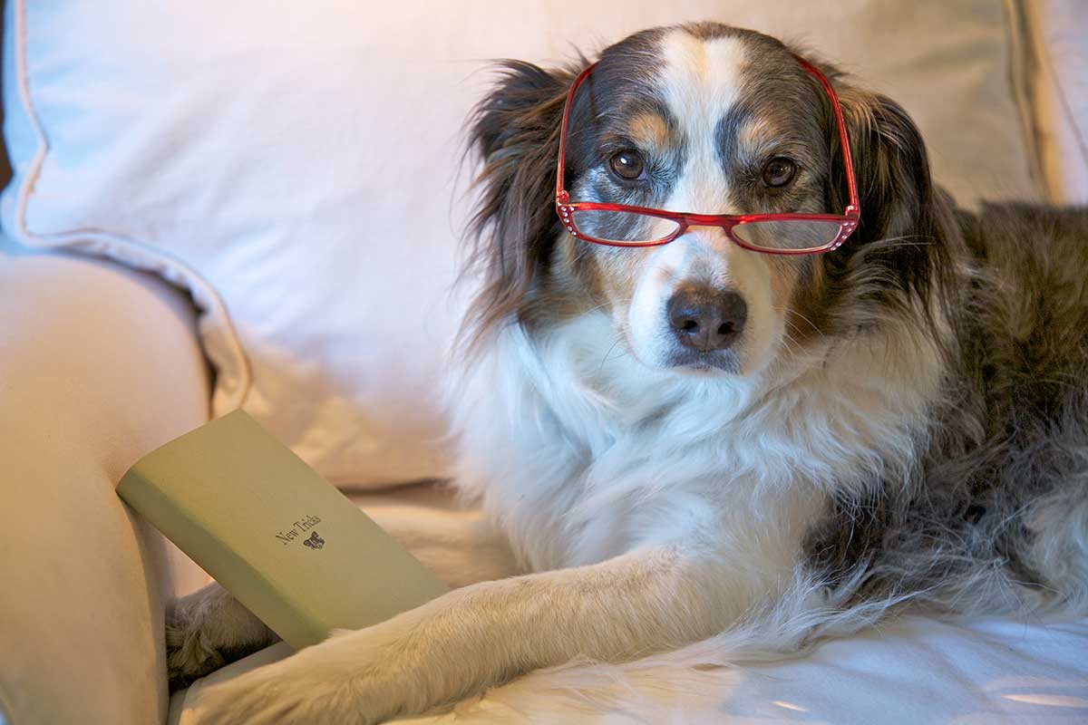 Australian Shepherd