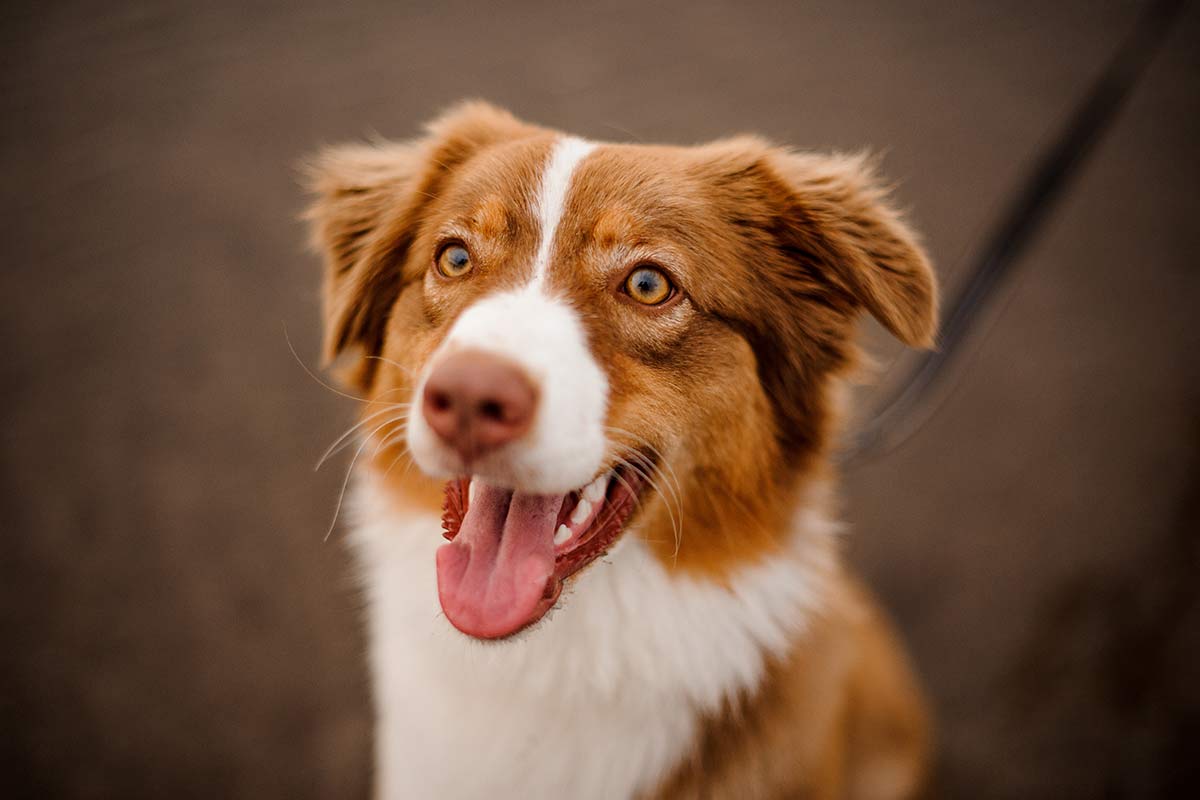 Australian Shepherd