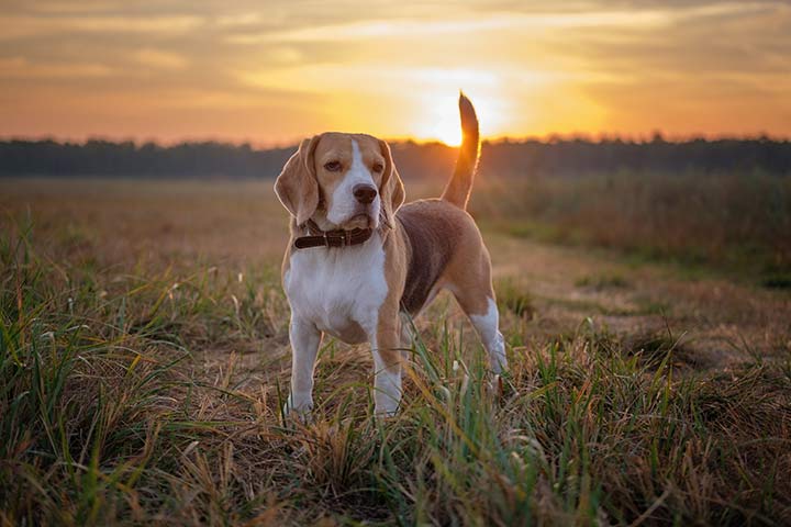 Beagle