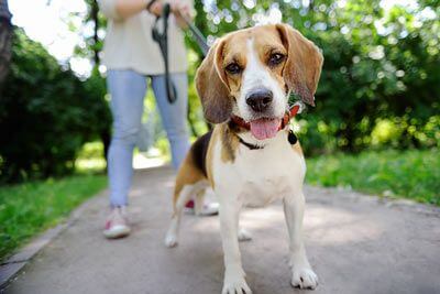 Beagle