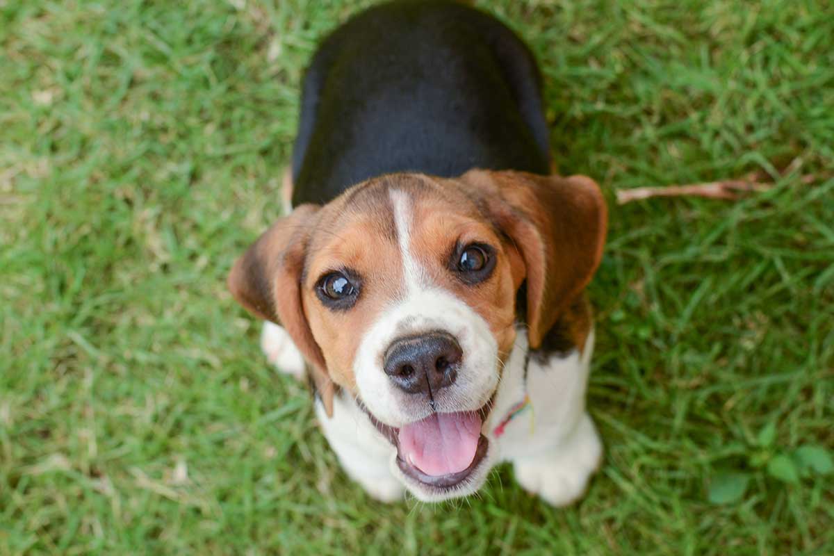Fröhlicher Beagle
