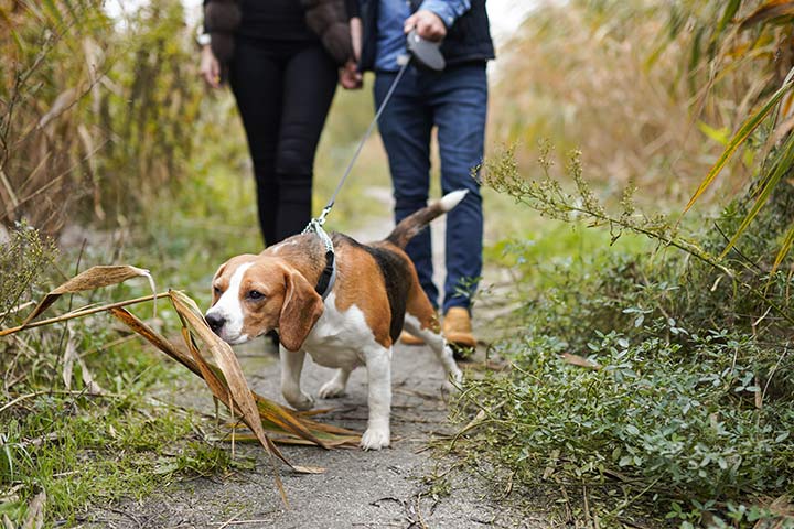 Beagle