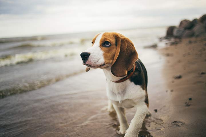 Beagle