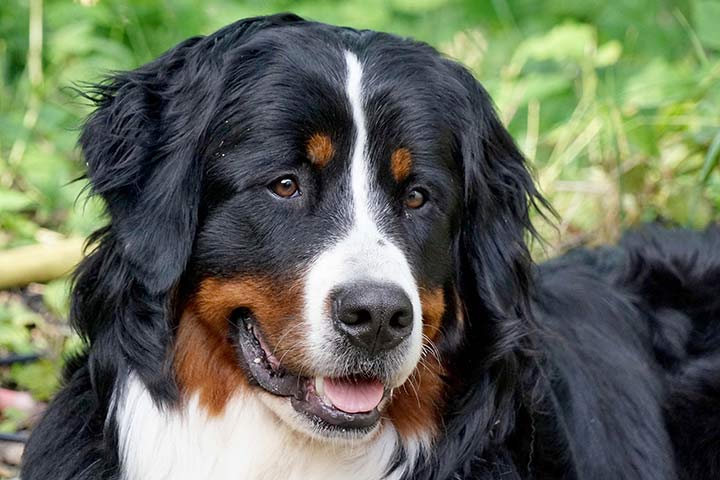 Berner Sennenhund