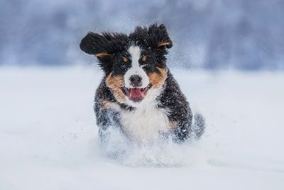 Berner Sennenhund