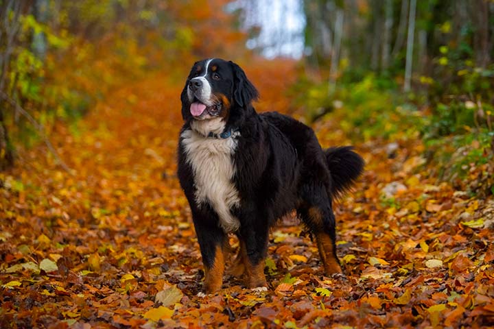 Berner Sennenhund