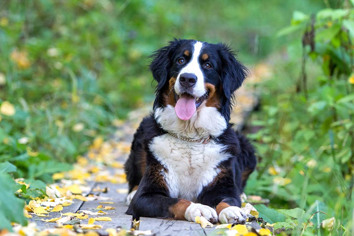 Berner Sennenhund