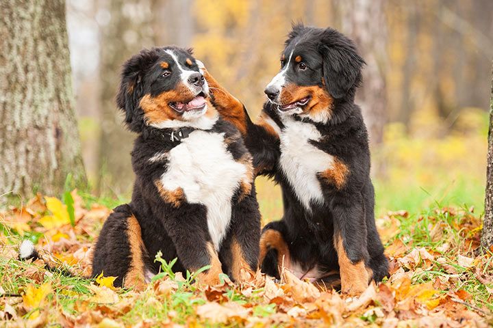 Zwei Berner Sennenhunde