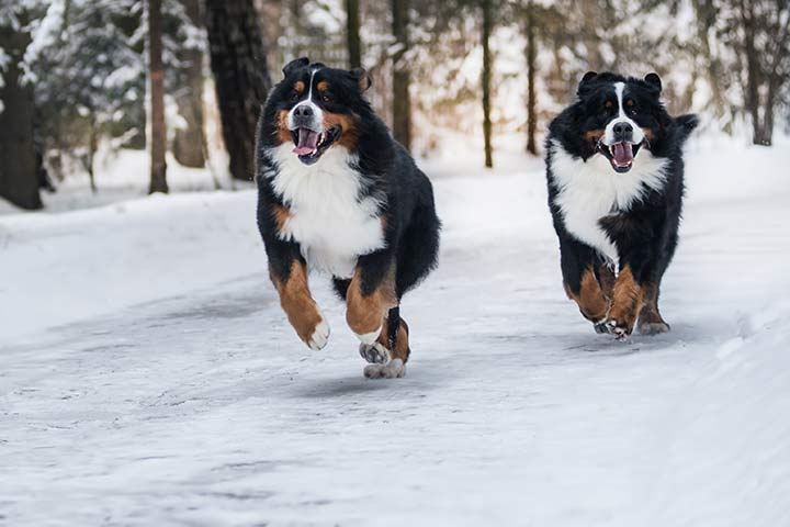 Berner Sennenhund im Schnee