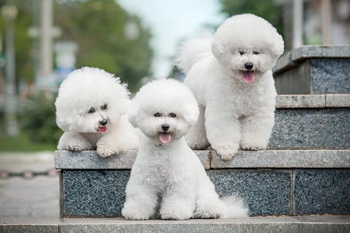 Bichon Frisé