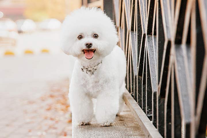 Bichon Frisé