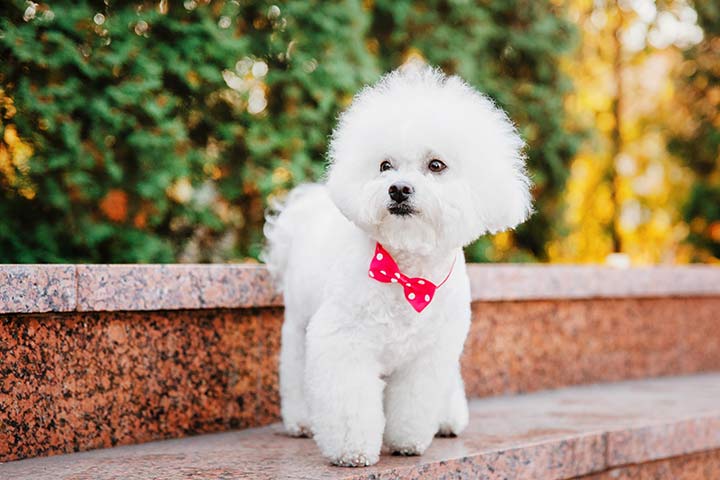 Bichon Frisé