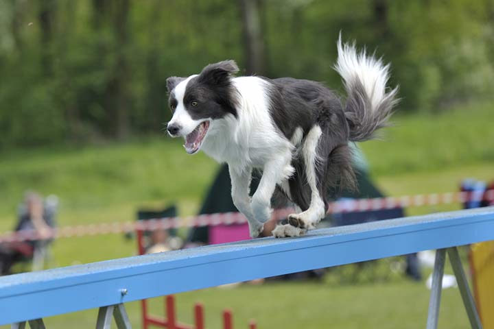 Border Collie macht Agility