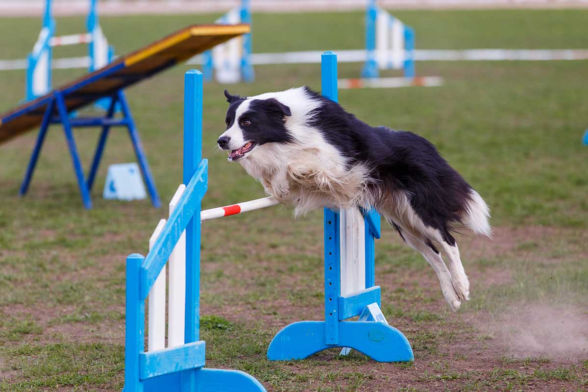 Agility