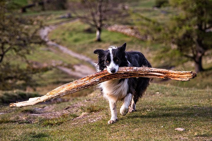 Border Collie mit Ast