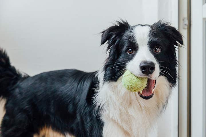 Border Collie