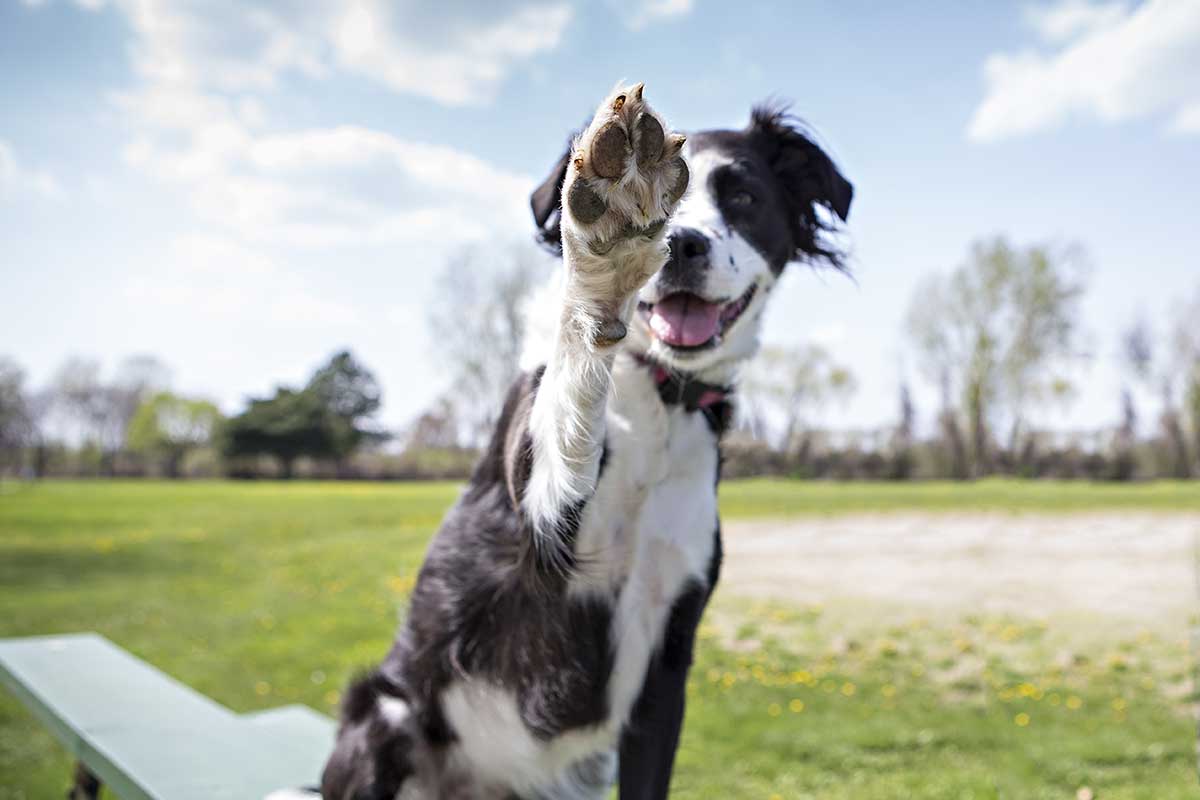 Border Collie