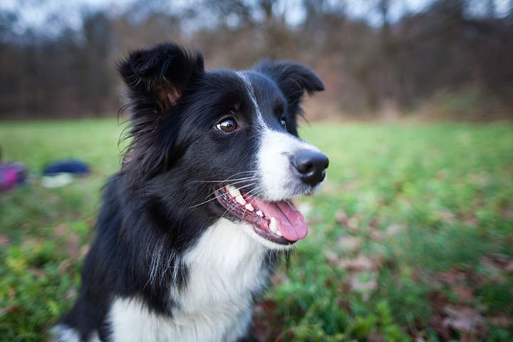 Border Collie