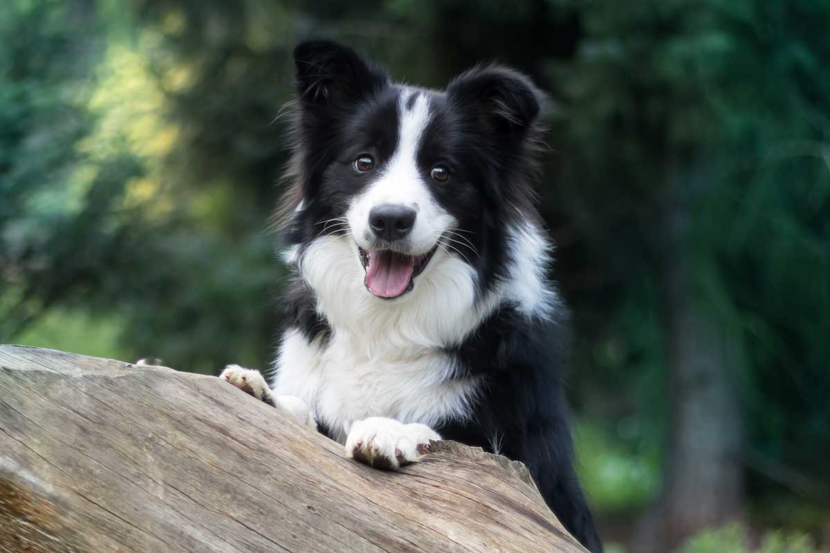 Border Collie