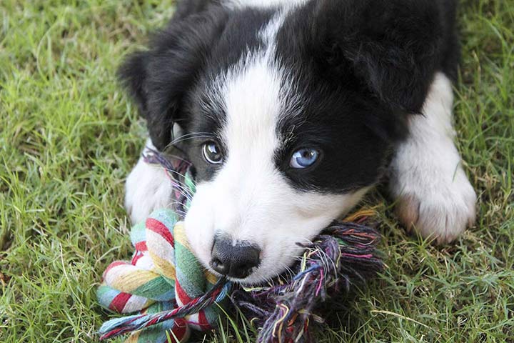 Tiernamen für Hunde